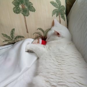 Meet your Posher, Cherokee